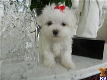 maltese puppy posted by Elegant Babies
